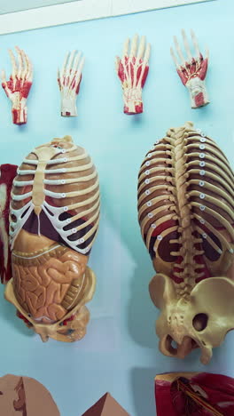 anatomy model in museum