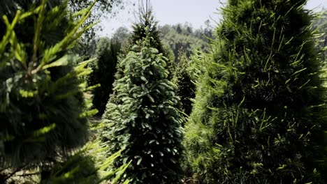 shot of forest of christmas trees, in mexcio amecameca