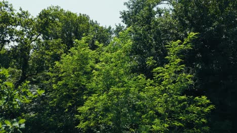 lush treetops under a clear summer sky in zagreb's sava river valley, radiating calm