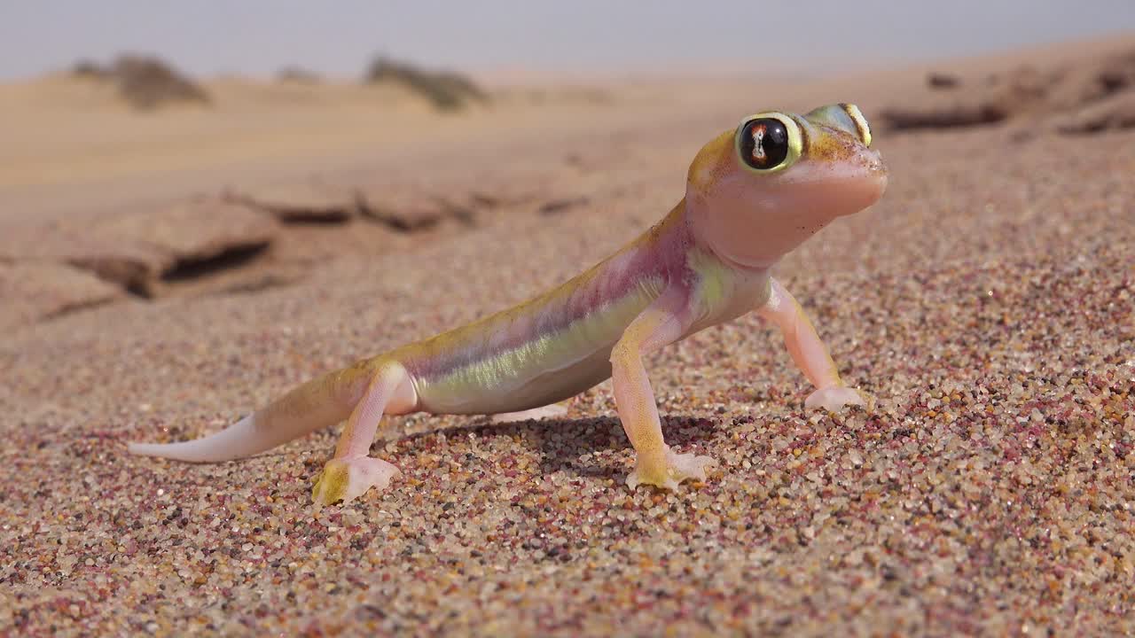 un primer plano macro de un pequeño y lindo lagarto gecko del desierto de namib con grandes ojos reflectantes se sienta en la arena en namibia 2