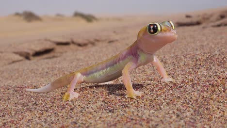 Eine-Makro-Nahaufnahme-Einer-Süßen-Kleinen-Namib-Wüstengecko-Eidechse-Mit-Großen-Reflektierenden-Augen-Sitzt-Im-Sand-In-Namibia-2