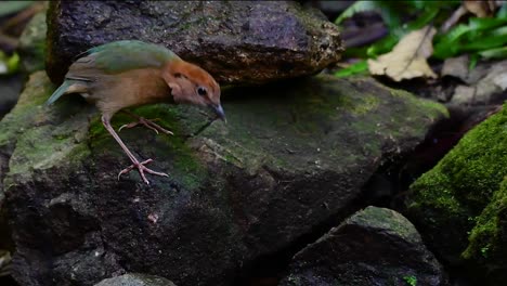 La-Pitta-De-Nuca-Oxidada-Es-Un-Ave-Confiada-Que-Se-Encuentra-En-Hábitats-De-Bosques-Montañosos-De-Gran-Altura,-Hay-Muchos-Lugares-En-Tailandia-Para-Encontrar-Esta-Ave