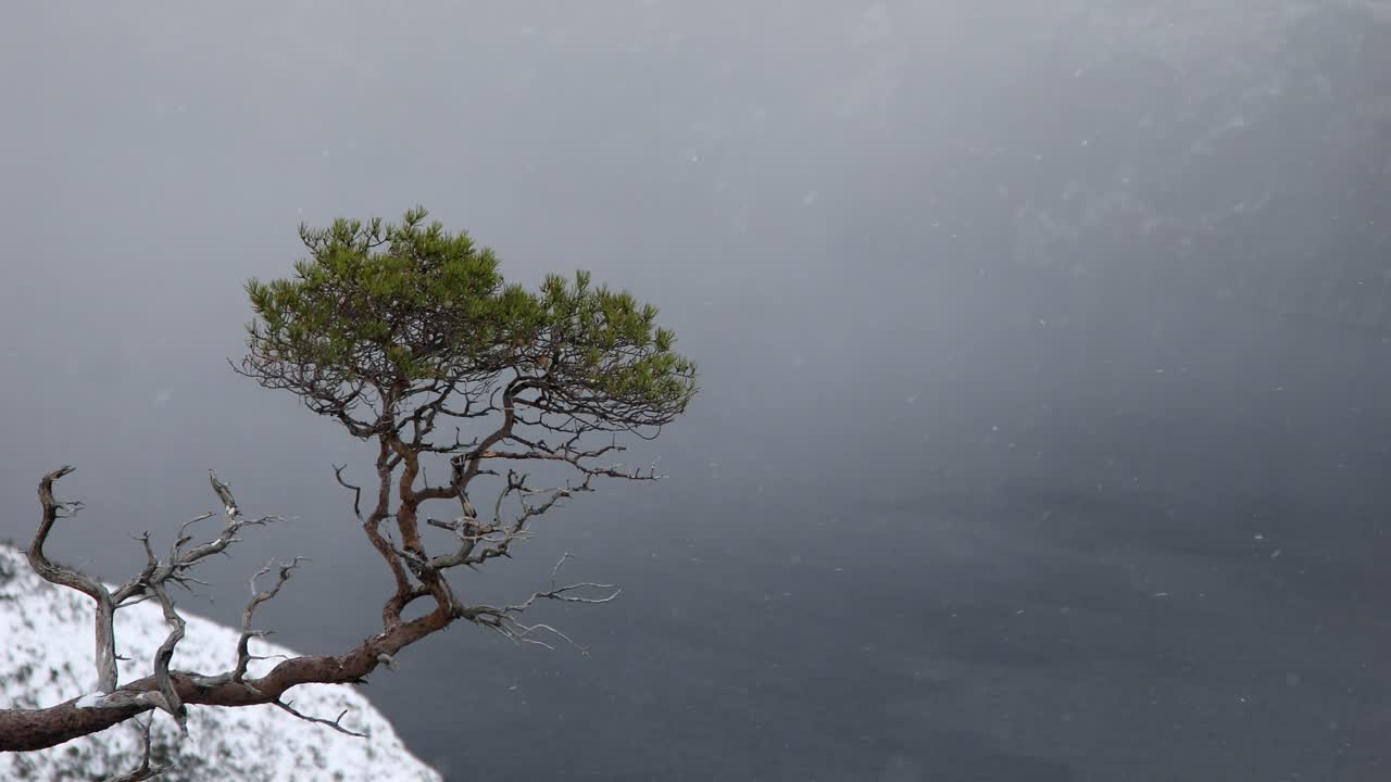 шотландская сосна в метель, торридон, шотландия