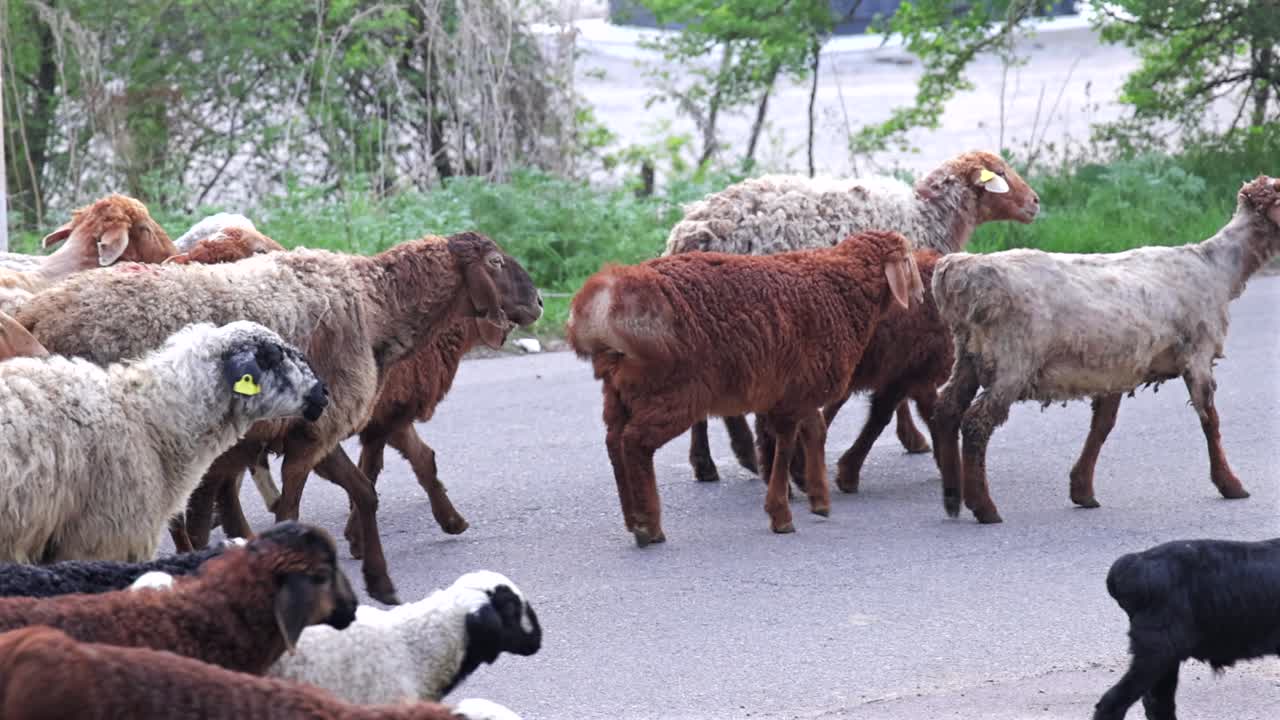 Mixed-breed sheep herd walking down rural road