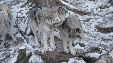 grey wolves on a winterly wildlife in parc omega, quebec canada