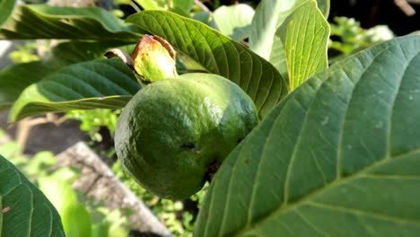 guava fruit plant that has green leaves with a stiff and hard leaf frame