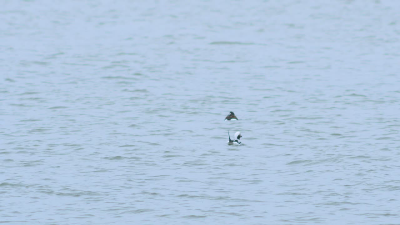 긴꼬리 오리는 물속에서 수영하고 음식을 찾고, 흐린 날, 먼 샷을 찾고 있습니다.