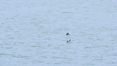 Patos-De-Cola-Larga-Se-Juntan-Nadando-En-El-Agua-Y-Buscando-Comida,-Día-Nublado,-Tiro-Distante