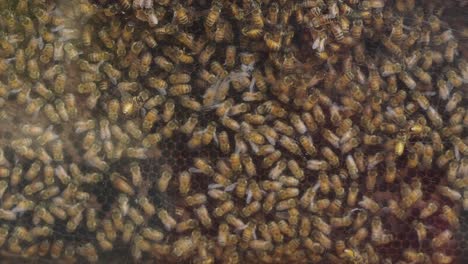 close-up view of a bustling beehive with honey bees and human interaction