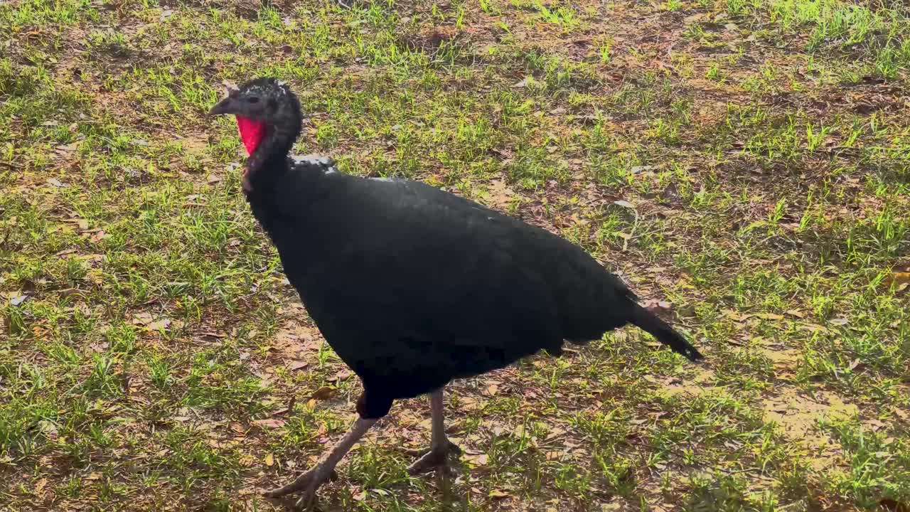 el pavo salvaje caminando lentamente_iphone pro 12 max_4k30fps.mp4
