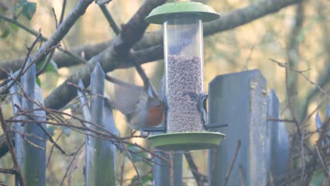 Rotkehlchen-Frisst-Samen-Aus-Einem-Vogelhäuschen