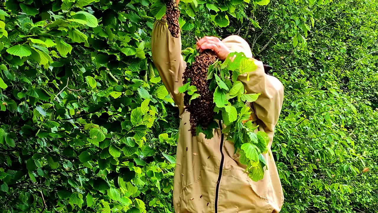 A person in protective gear handles a bee nest in a green tree near Cēsis, Latvia