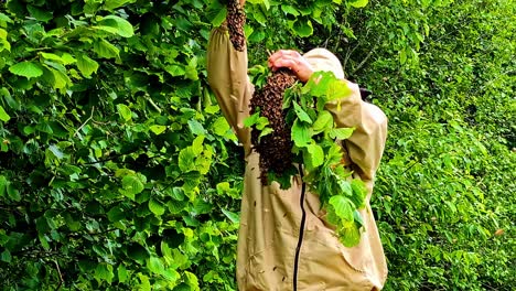 a person in protective gear handles a bee nest in a green tree near cēsis, latvia