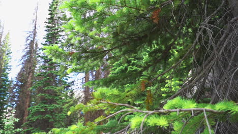 slow motion cinematic view of evergreen trees