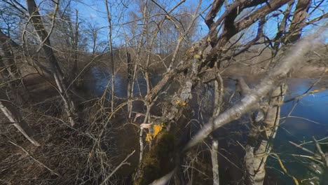 Bemooste-Bäume-Ohne-Blätter-Am-Fluss-An-Einem-Sonnigen-Frühlingstag