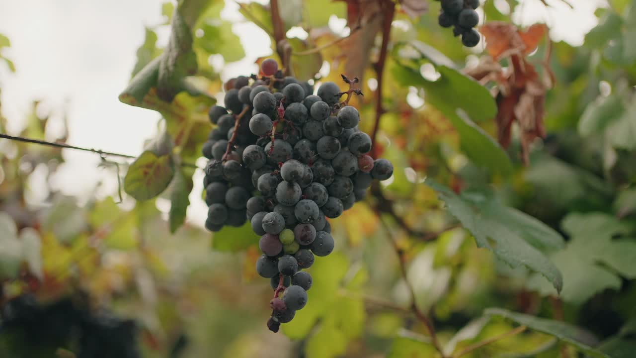 Close-up of Ripe Red Grapes Hanging on Vine