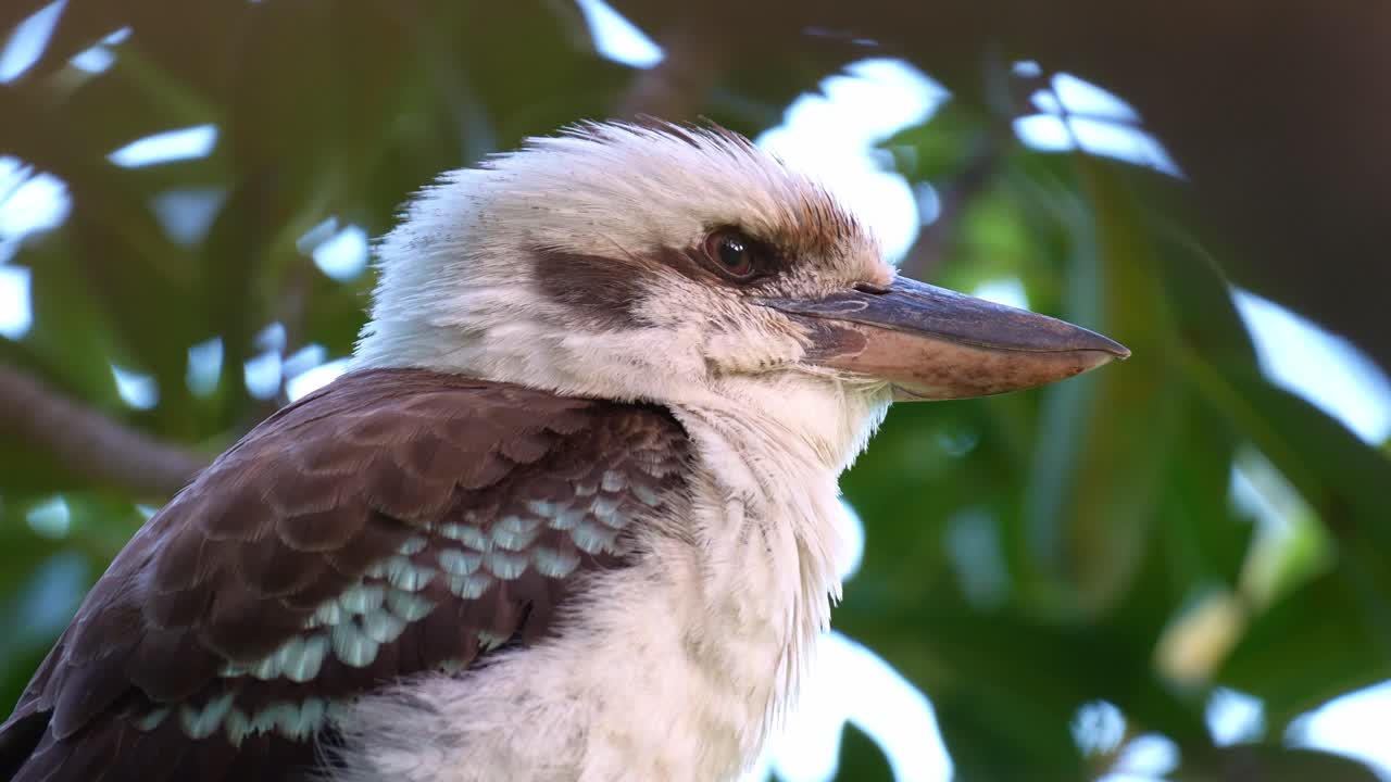 Un primer plano lateral captura a una cucaburra común (Dacelo novaeguineae) riendo a carcajadas posada en la rama de un árbol, descansando en su hábitat natural.