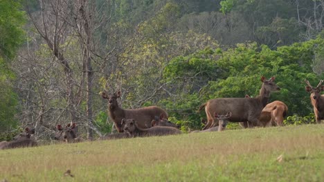 Stag-standing-in-the-middle-with-females-around-alert-and-ready-to-go-as-they-all-look-straight-towards-the-camera