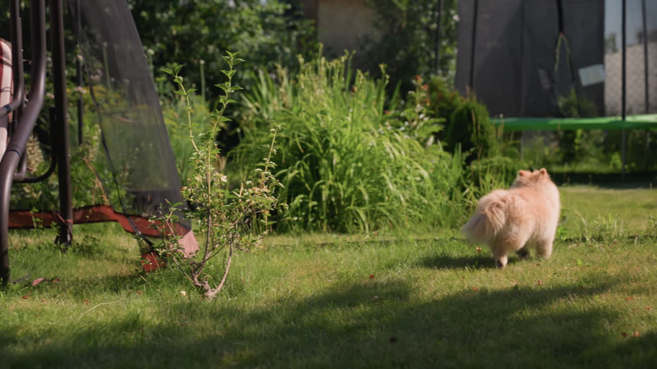 Curious Young Dog In Sunlight, Bright Backyard Filled With Tall Grass Delights Puppy Curiosity, Lively Young Dog Investigating Expansive Sunny Yard Offering Exciting Outdoor Adventures