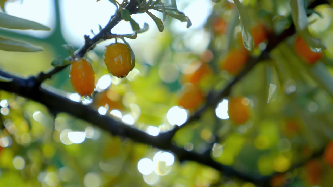 Sea Buckthorn Berries on a Branch