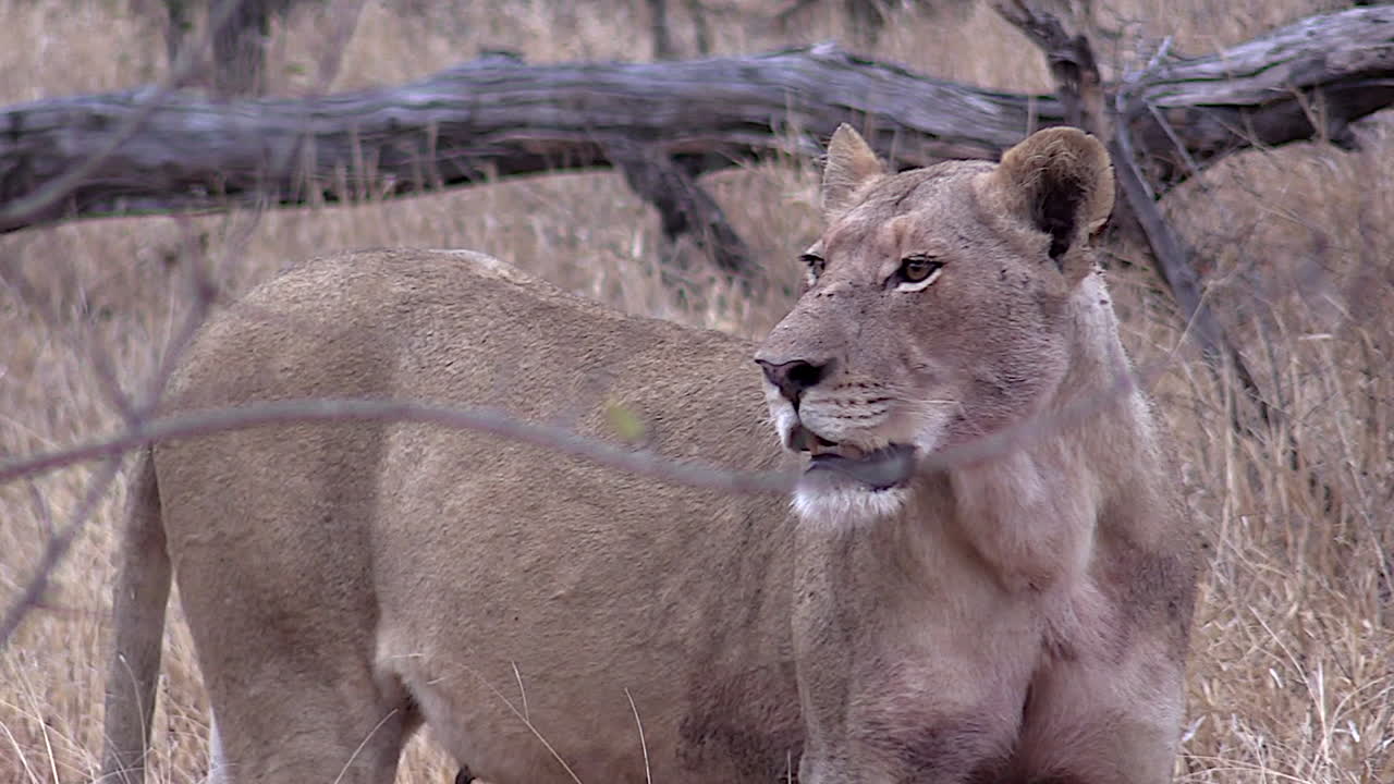 la leona emite rugidos suaves y llamadas de contacto, buscando a sus cachorros perdidos en el desierto del kruger