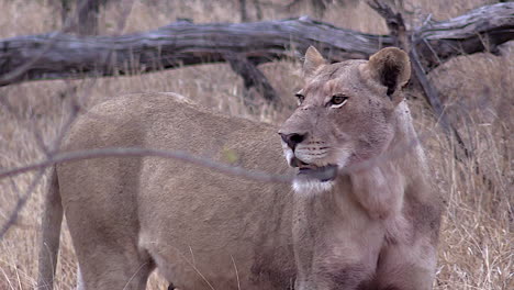 Lioness-utters-soft-roars-and-contact-calls,-searching-for-her-lost-cubs-in-the-wilderness-of-The-Kruger