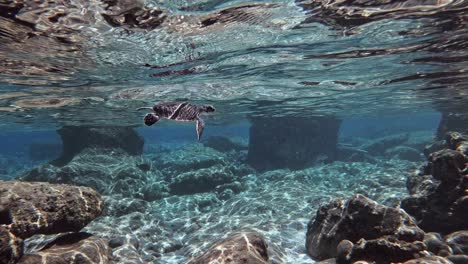 foto de seguimiento de una tortuga bebé buceando bajo el agua en aguas japonesas