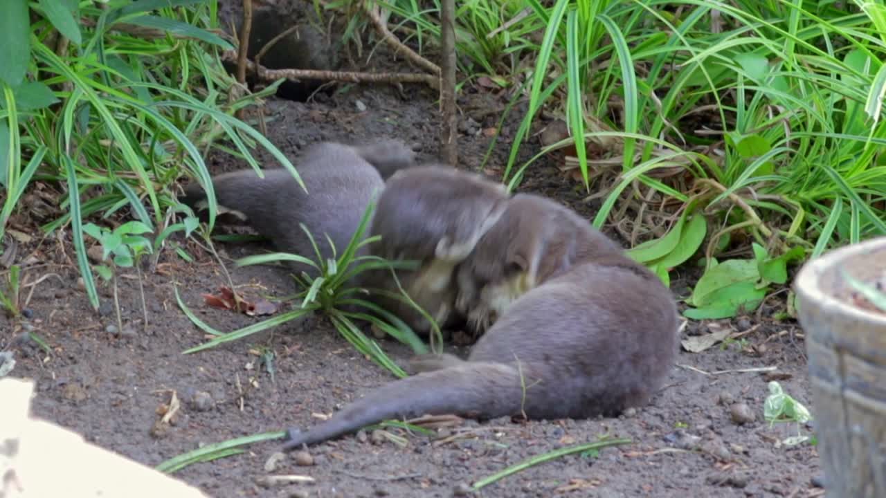 cachorros de nutria de pelo liso jugando frente a su madriguera