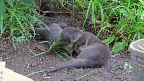 smooth coated otter pups playing in front of their holt