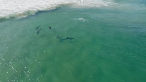 pod of dolphins swimming in gentle waves with surfer, close to rocky headland