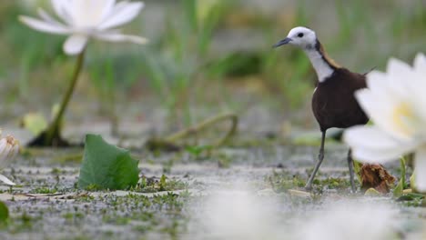 jacana de cola de faisán en el estanque de lirios de agua