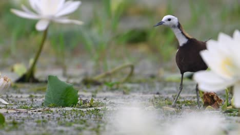 pheasant tailed jacana in water lily pond