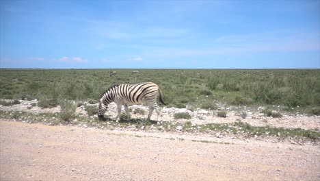 Slomo-Eines-Wilden-Afrikanischen-Zebras,-Das-Am-Straßenrand-Frisst