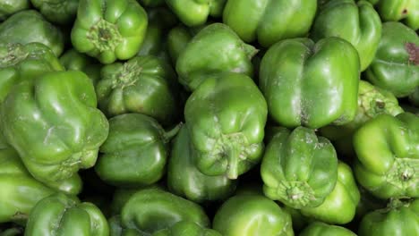 pimiento verde orgánico fresco de la granja de cerca desde un ángulo diferente