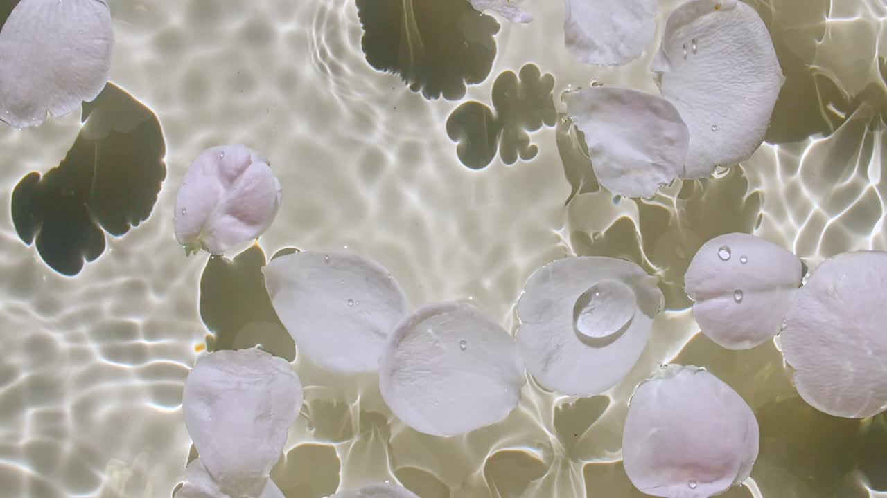 물 표면에 장미 잎자루 꽃과 파스텔, 베이지 바탕에 파도. 태양과 그림자. 반사와 함께 순수한 색 물. 느린 움직임의 빛과 그림자가. 발렌타인 데이 텍스처.