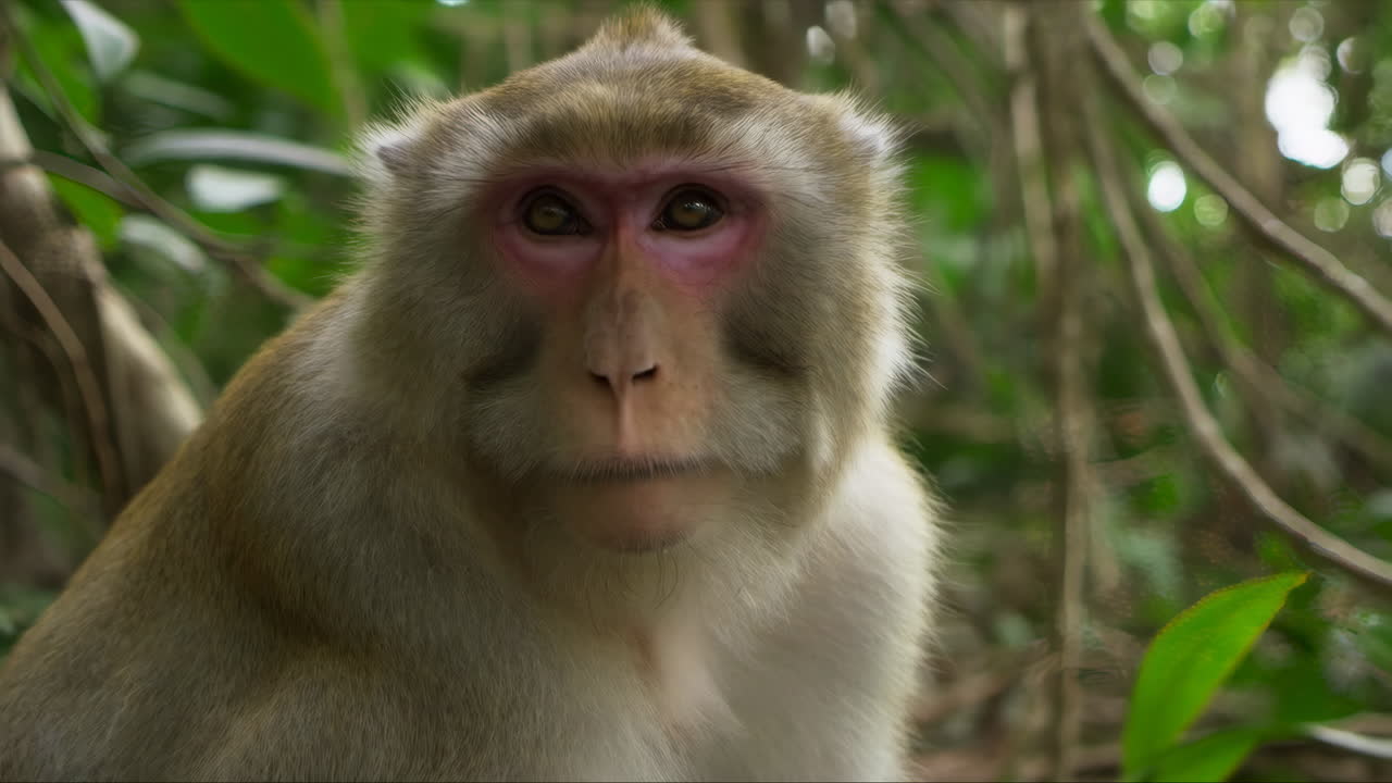 Close-up of a Macaque Monkey Looking at Camera in Jungle