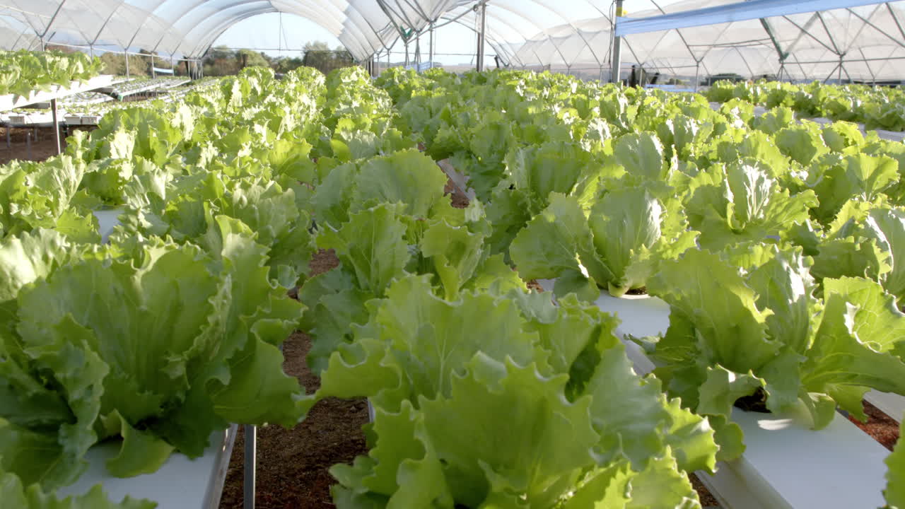 Growing fresh lettuce, hydroponic farm cultivating organic vegetables in greenhouse, copy space