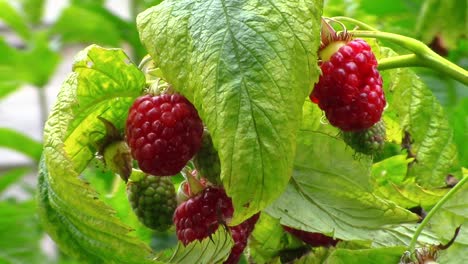 Closeup-of-some-beautiful-ripe-red-raspberries-blowing-in-the-wind-waiting-to-be-picked