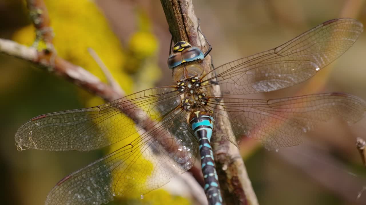 libélula azul y verde sentada en una rama usando sus piernas para limpiar su cabeza