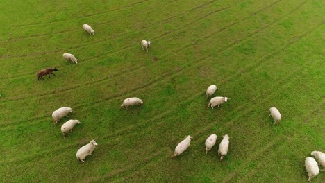 Schafe-Grasen-Auf-Dem-Feld