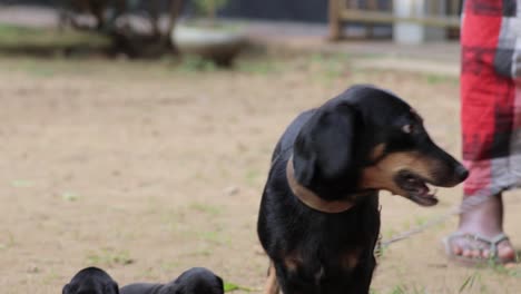 perro protector madre dachshund ladrando mientras su correa en la mano del dueño de pie detrás, protegiendo a sus dos cachorros recién nacidos de dos semanas de edad