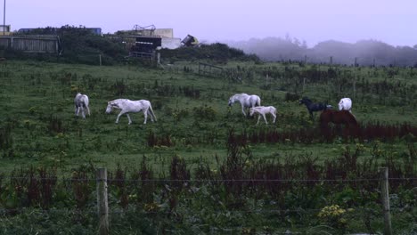 Una-Manada-De-Caballos-Caminando-Y-Alimentándose-De-La-Hierba-Verde-En-El-Campo-En-Irlanda-Del-Norte---Toma-Amplia