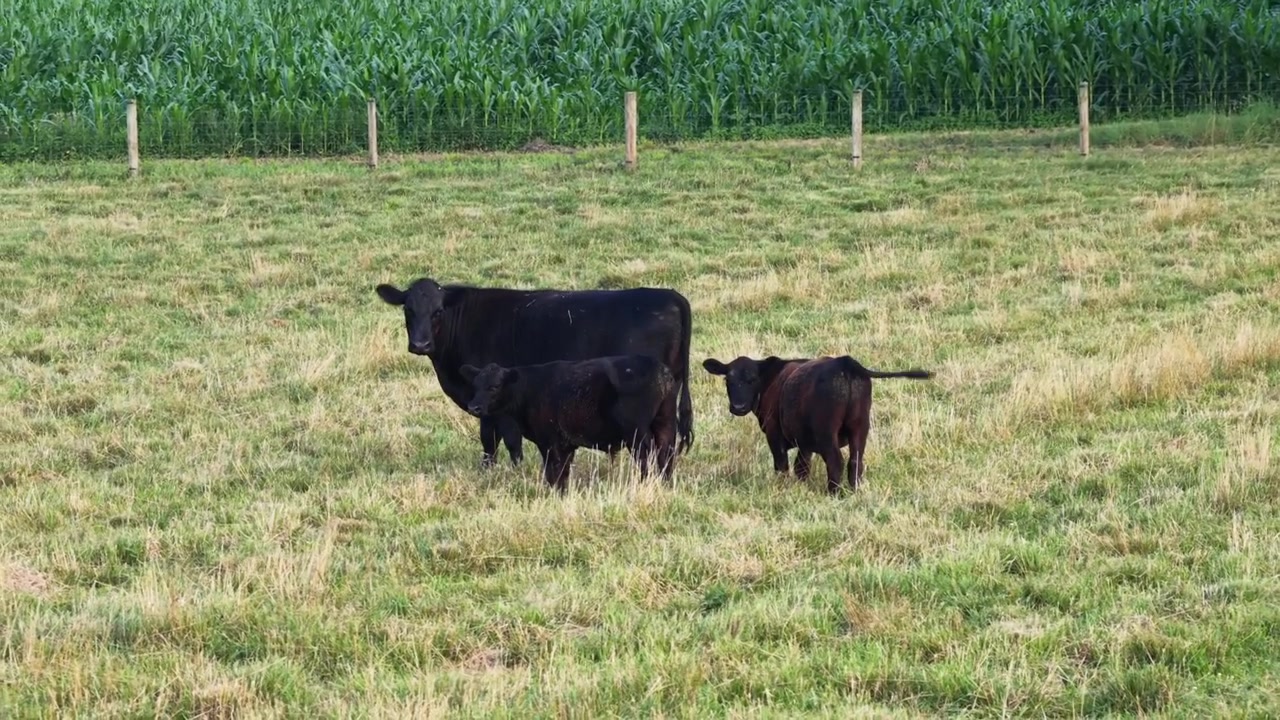 Black Angus cow stands beside two curious calves, one dark and one reddish-brown, grazing mowed pasture as tall green cornfield rows grow behind wooden fence posts in Pennsylvania, USA.