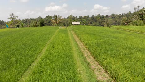 El-Viento-Ondula-Las-Largas-Hierbas-De-Los-Arrozales-Y-Los-Campos-De-Jatiluwih-Tabanan-En-Bali,-Indonesia,-Mientras-Un-Dron-Vuela-Lentamente-A-Baja-Altura