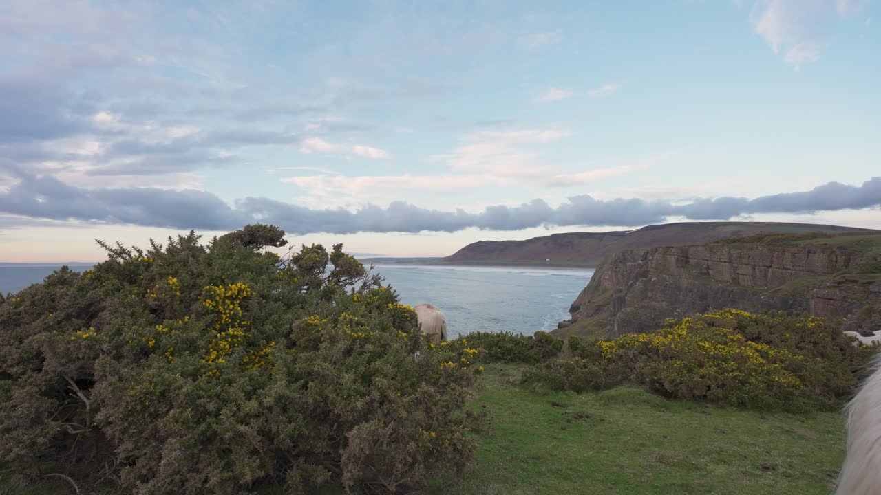 Horses Grazing on Coastal Cliffs at Sunset