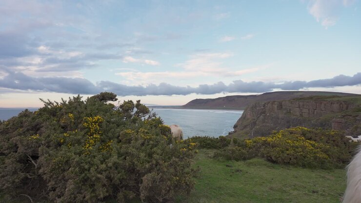 Horses Grazing on Coastal Cliffs at Sunset