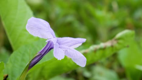 草の上の紫の花のクローズアップ