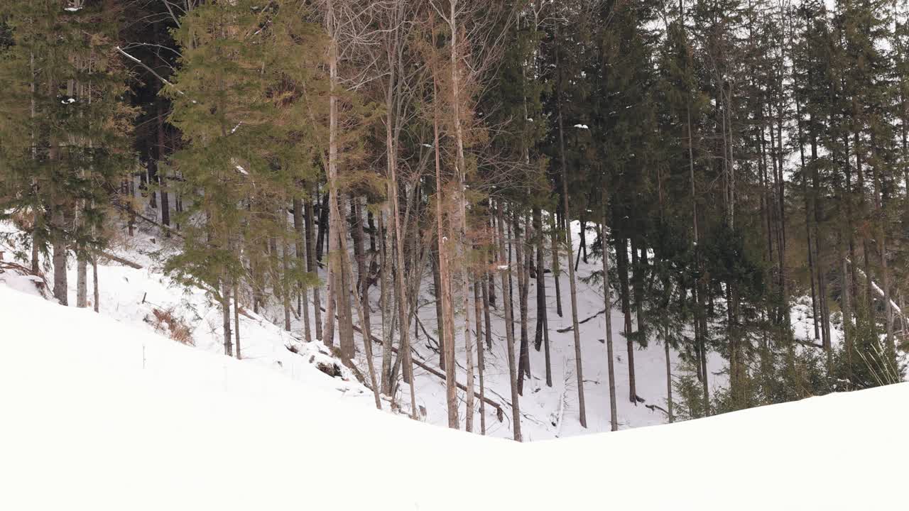 árboles de abeto forestal en un parque de invierno cubierto de nieve