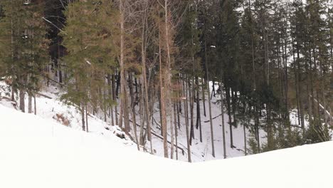 Fir-Forest-Trees-On-A-Winter-Park-Covered-With-Snow