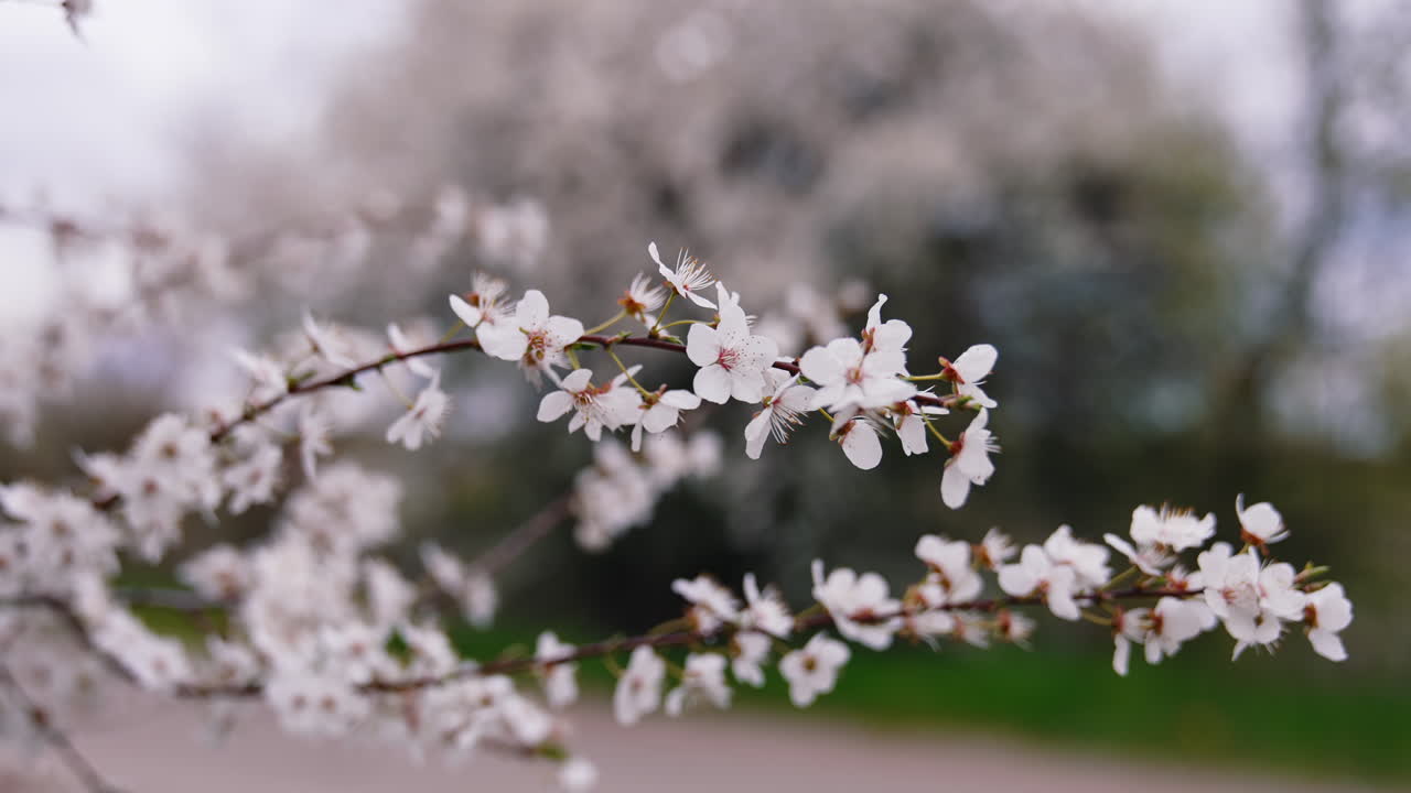 Branches of blooming tree. White flowers of tree, close up